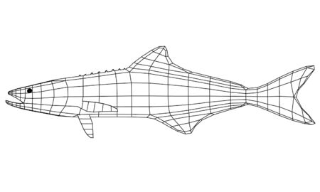 Cobia fish polygonal lines illustration. Abstract vector fish on the white backgroundのイラスト素材