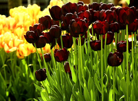 flower, tulipsの写真素材