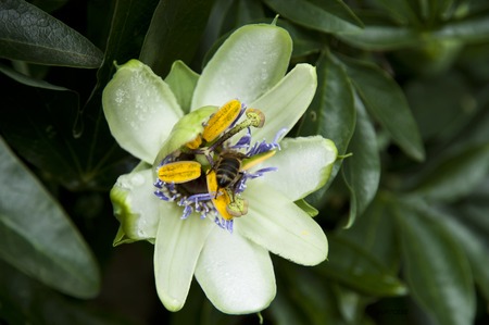 pasiflora floverの写真素材