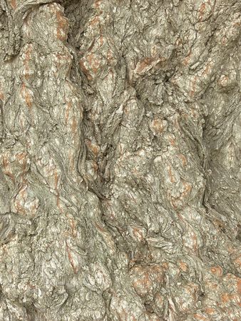 Barke on tree trunk 40030の写真素材