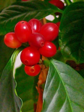 Coffee beans  50814.	Almost ripe coffee beans on a plant in my house.					の写真素材
