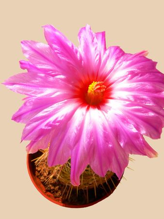 Blooming cactus  70344	The flower of an blooming cactus witch last only 6 hours to bloom.					の写真素材