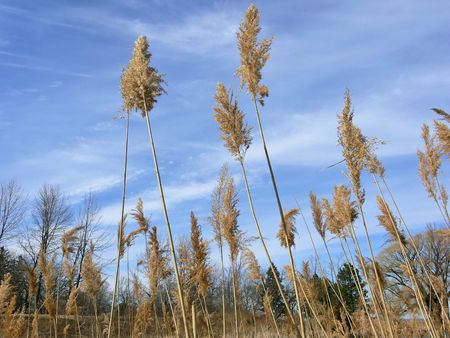 High grass in the fall on the beach on a light cloudy blue sky.の写真素材