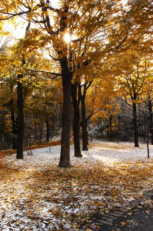 Fall in the park with colorful leafs and blue sky and the first snowfall of the season.の写真素材