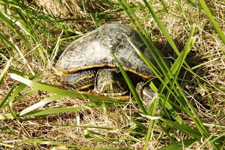 A young shy turtle in the grass on the site of the road looking into the camera.
の写真素材