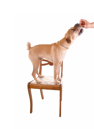 A young puppy sharpei dog standing on an old chair and gettinghis treat, for white background の写真素材