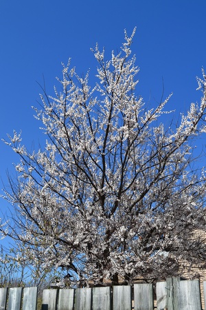 A full blooming cherry tree in a backyard, under a deep blue sky in thespring の写真素材