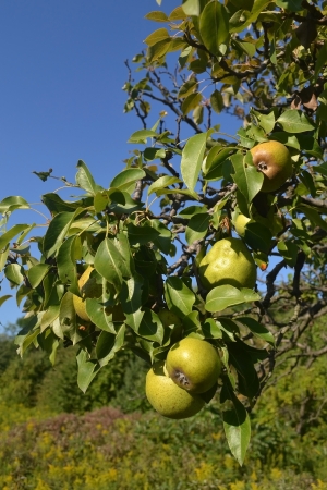 A bunch of ripe pears on a tree under bright blue sky in beautiful sunshine の写真素材