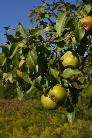 Several ripe pears on the brunch of a tree in the field under blue sky inthe late summer の写真素材