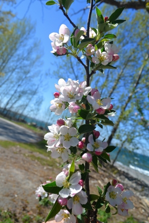 A brunch of very beautiful wild cherry blossoms in a park in the springwith the lake Ontario in the background の写真素材