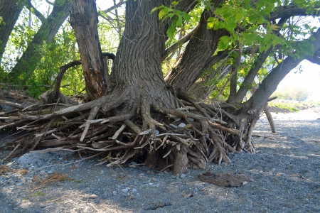 The exposed roods of a big old tree on the shoreline on lake Ontarioの写真素材