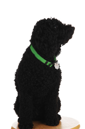 A young black poodle sitting on a chair with a green leash, looking away isolated on white の写真素材