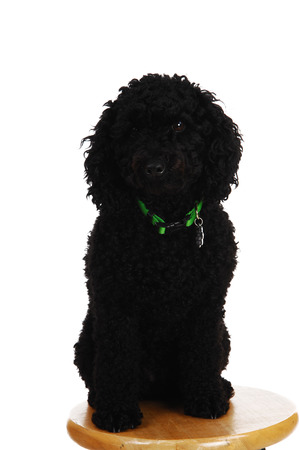 Lovely black poodle sitting on chair and looking into the camera,  isolated on white の写真素材