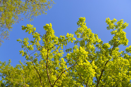 The beautiful fresh leafs of a tree against a cloudless sky の写真素材