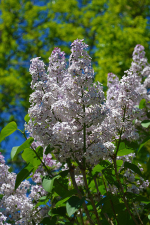 A lilac branch over new green leafsの写真素材