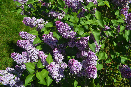 Lovely lilac flowers in full sunshine in the spring の写真素材