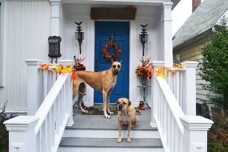 Two dogs, one tall the other small, standing on the front porch on an older house beautiful white...