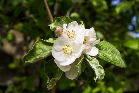 The branch of a blossoming apple tree with green leaves