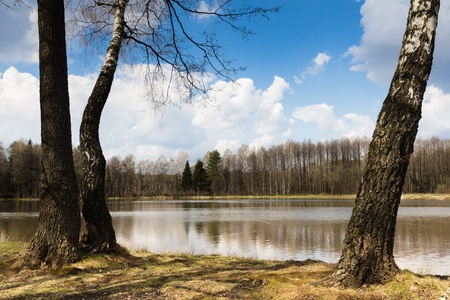 The coast of the forest lake between birches in the spring sunny day under the dark blue sky with big white cloudsの写真素材