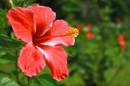 Flowerの写真素材