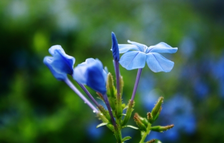 blue flowerの写真素材