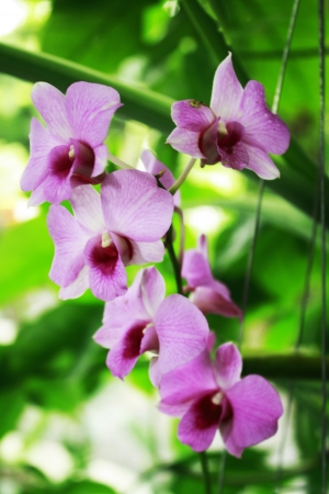 Orchidの写真素材