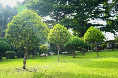 garden の写真素材