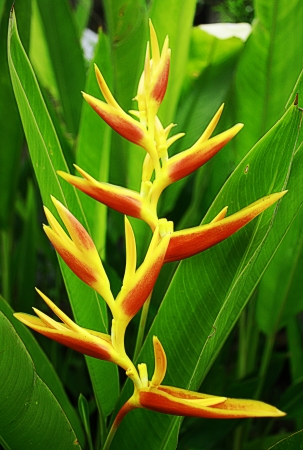 thai flora
