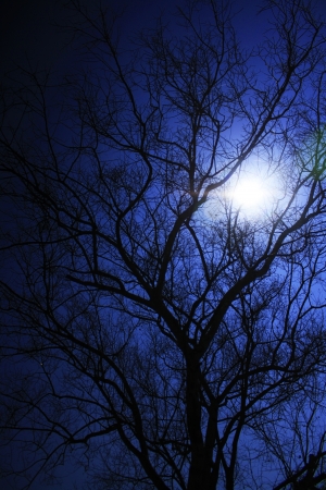 branch in the blue skyの写真素材