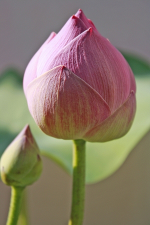 Lotus in poolの写真素材