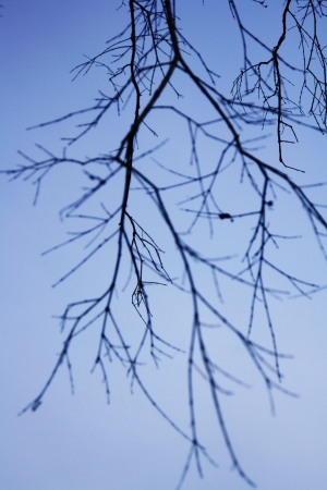 branch の写真素材