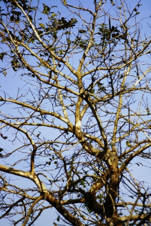 tree and stickの写真素材