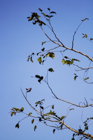 branch and blue skyの写真素材