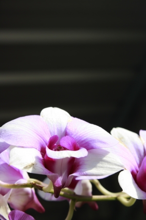 Pink orchid の写真素材