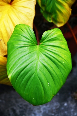 Foliageの写真素材