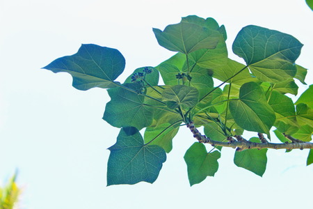 Leaves and white backgroundの写真素材