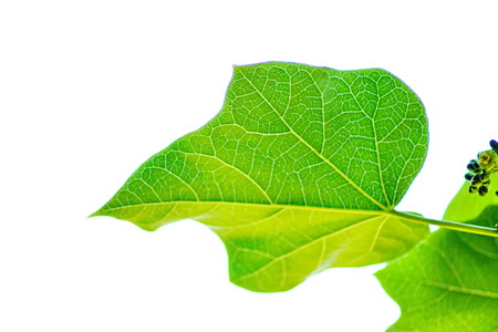 Leaves and white background