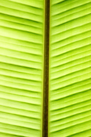 banana leafの写真素材
