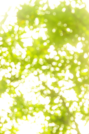 Light in Wood Greenの写真素材