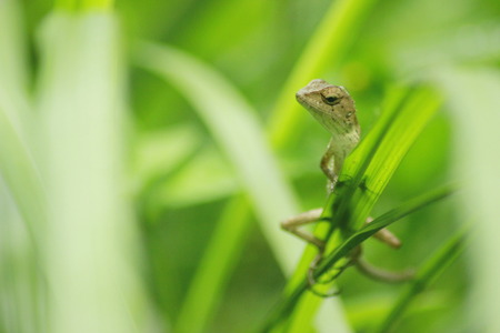 Lizards running around in the gardenの写真素材