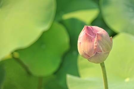 Lotus flowerの写真素材