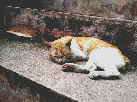 An old cat is sleeping on an old stairway の素材