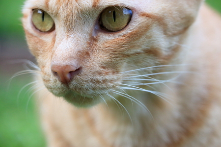 Cat face close-upの写真素材