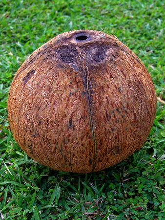 A single naked  pealed  coconut sits on a green turf  Its shell features a unique texture の写真素材