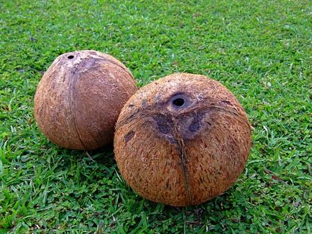 Naked  pealed  coconuts on a green turf  Their hard shells are visible with unique texturesの写真素材