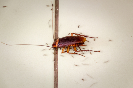 A dead cockroach is being consumed by ants