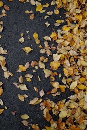 tree leaves autumn tree leavesの写真素材