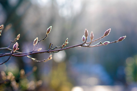 lighting budの写真素材