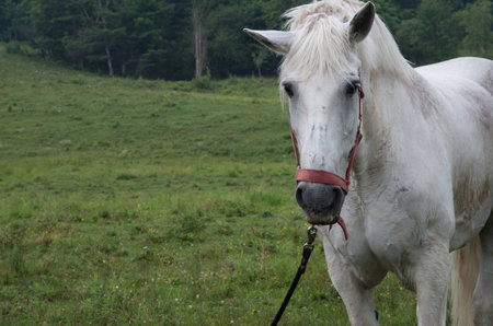 picketed white horseの写真素材