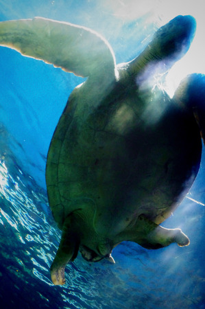 swiming sea turtle